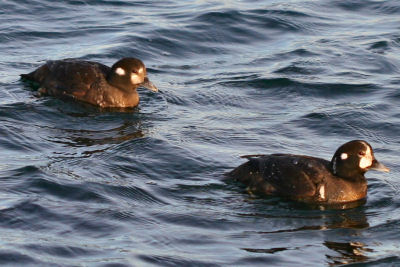 Harlequin Ducks