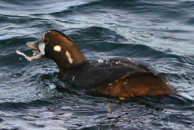 Harlequin Ducks eating