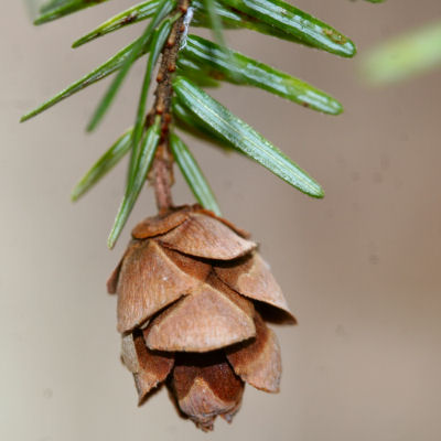 hemlock cone and needles