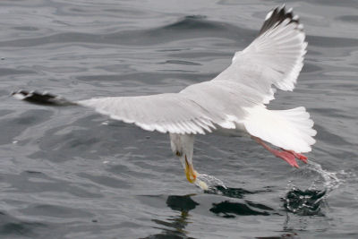 Herring Gull