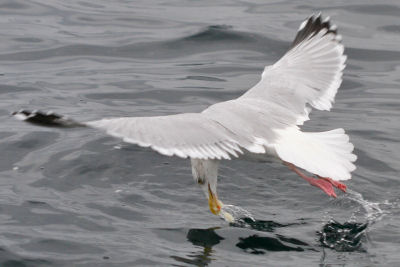 Herring Gull