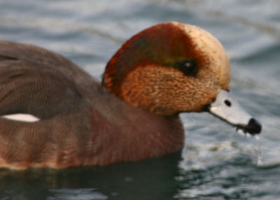 hybrid wigeon