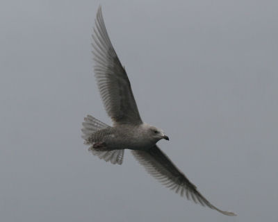 Iceland Gull