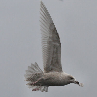 Iceland Gull on a pelagic trip