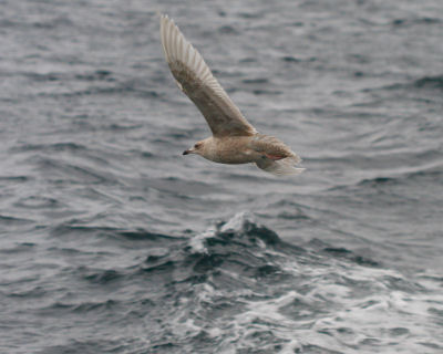 Iceland Gull