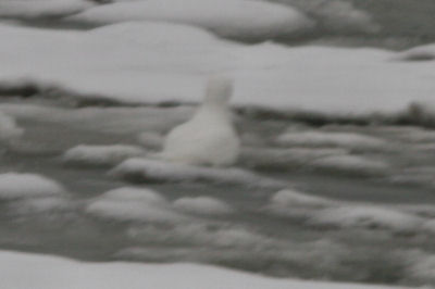 rear view of an Ivory Gull