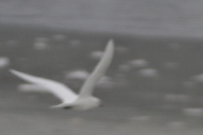 Ivory Gull in flight