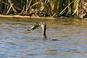 Double-crested Cormorant struggling with big fish
