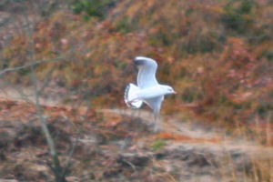 juvenile Black-headed Gull in New York