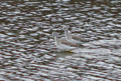 Greater Yellowlegs