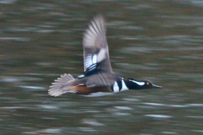 Hooded Merganser in flight