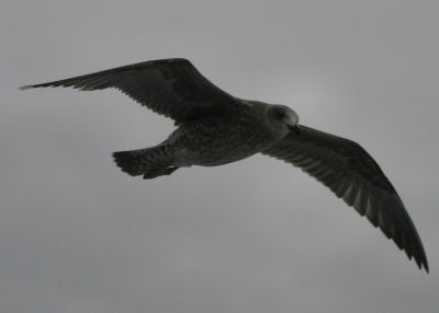 first year Lesser Black-backed Gull