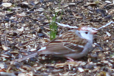 leucistic Chipping Sparrow