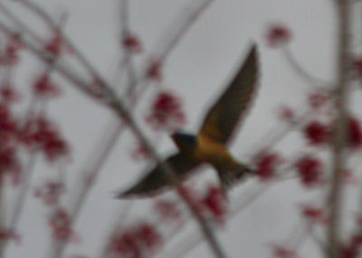 Lousy Barn Swallow