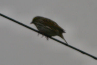 Lousy Savannah Sparrow
