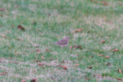 Lousy Vesper Sparrow