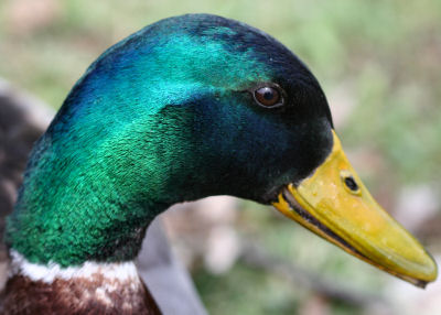 male Mallard in profile