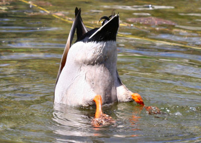 dabbling male Mallard