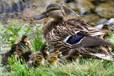 Mallard mother and ducklings