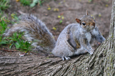 mangy Gray Squirrel