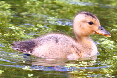 light Mallard duckling