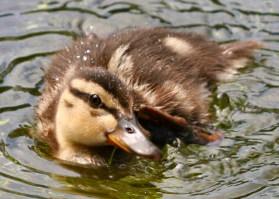 itchy Mallard duckling