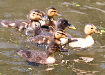 many Mallard ducklings: manky and not