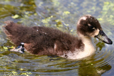 piebald manky duckling