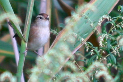 Marsh Wren at Kissena Park