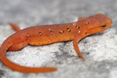 Newt, or, Red Eft