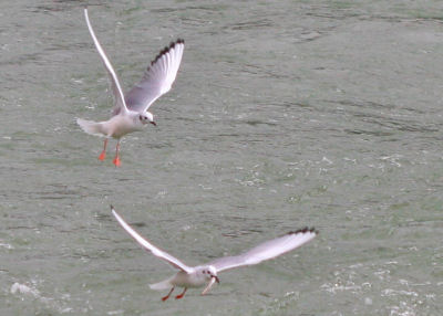 two Bonaparte's Gulls, one with a fish
