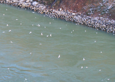 little tiny gulls in the Niagara Gorge