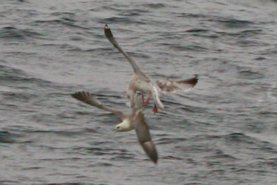 Herring Gull attacking a Northern Fulmar