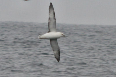 Northern Fulmar