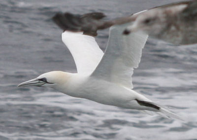 Northern Gannet partially obscured by a gull