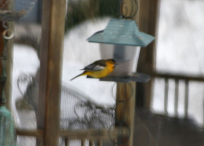 Bullock's Oriole in Phoenicia, NY