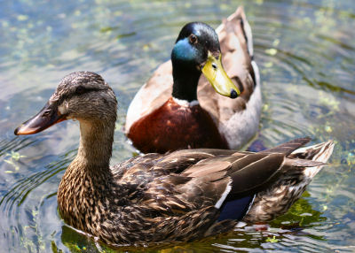 pair of Mallards in Congress Park, Saratoga Springs, NY