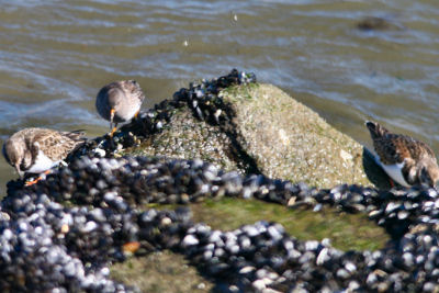 Purple Sandpiper with Ruddy Turnstones