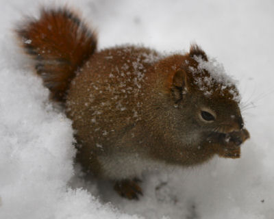 snowy Red Squirrel