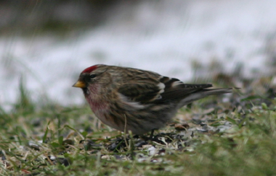 Common Redpoll