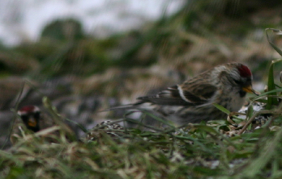 Common Redpolls