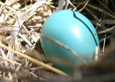 American Robin egg