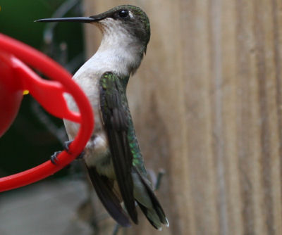 female Ruby-throated Hummingbird