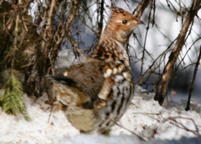 Ruffed Grouse