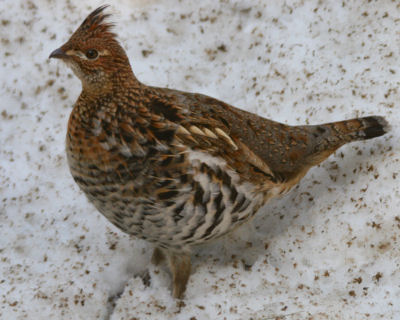 Ruffed Grouse