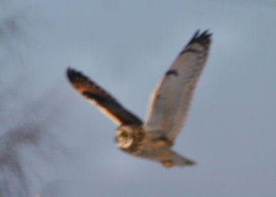 Short-eared Owl in flight