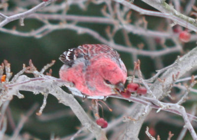 the same male Pine Grosbeak still feeding