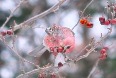 male Pine Grosbeak feeding