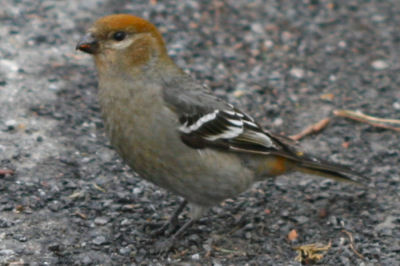 female Pine Grosbeak on the road for grit