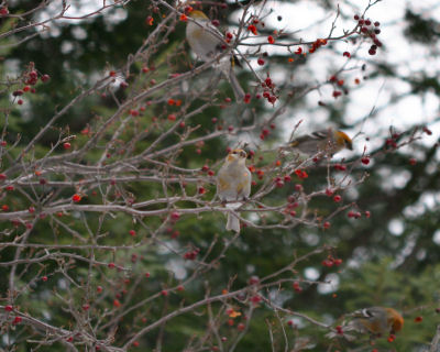 female Pine Grosbeaks